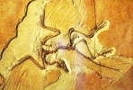 (NZ10-026  )   Archaeopteryx   Fossils  , Postal Stationery-Postsache F - Fossilien