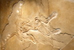 (NZ10-032  )   Archaeopteryx   Fossils  , Postal Stationery-Postsache F - Fossielen