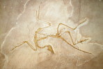 (NZ10-033  )   Archaeopteryx   Fossils  , Postal Stationery-Postsache F - Fossilien