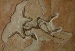 (NZ10-034  )   Archaeopteryx   Fossils  , Postal Stationery-Postsache F - Fossilien