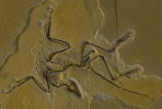 (NZ10-035  )   Archaeopteryx   Fossils  , Postal Stationery-Postsache F - Fossielen