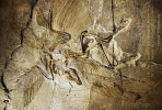 (NZ10-039  )   Archaeopteryx   Fossils  , Postal Stationery-Postsache F - Fossilien