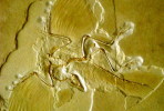 (NZ10-040  )   Archaeopteryx   Fossils  , Postal Stationery-Postsache F - Fossielen