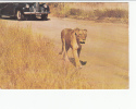 Portugal Cor 16879 - LION SOUTH AFRICA NATIONAL PARK FOLDED PLIE - Leoni