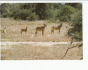 Portugal Cor 16898 - MOÇAMBIQUE MOZAMBIQUE - GORONGOZA - GONDONGAS HARTEBEEST - Mozambique