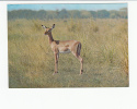 Portugal Cor 16912 - MOÇAMBIQUE MOZAMBIQUE - IMPALA - Mozambique