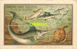 Grande Chromo Van Houten, Poissons De L'Océan Atlantique - Van Houten