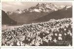 CHAMP DE NARCISSES ET DENTS DU MIDI - Cham