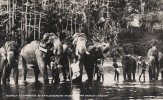 Temple Elephants At Katugastota River Near Kandy Ceylon.  B-399 - Éléphants