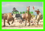 CALGARY, ALBERTA - STEER DECORATING - CALGARY STAMPEDE  - PECO - WRITTEN - - Calgary