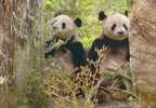 OURS PANDA - Bears