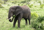 (NZ11-002 )  Elephants Eléphants Elefanten Elefantes  ,  China Postal Stationery -Articles Postaux -- Postsache F - Elefanten