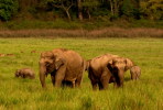 (NZ11-003 )  Elephants Eléphants Elefanten Elefantes  ,  China Postal Stationery -Articles Postaux -- Postsache F - Elefanten