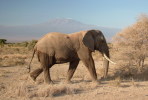 (NZ11-008 )  Elephants Eléphants Elefanten Elefantes  ,  China Postal Stationery -Articles Postaux -- Postsache F - Elefanten