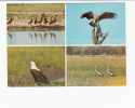 Portugal Cor 16919 - MOÇAMBIQUE MOZAMBIQUE - GORONGOSA - ANIMALS - AVES DE MOÇAMBIQUE AGUIA AIGLE - Mozambique