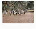 Portugal Cor 16923 - MOÇAMBIQUE MOZAMBIQUE - GORONGOSA - ANIMALS - ZEBRAS - Mozambique