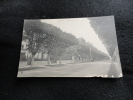Avant 1903. Chatou: L '  Avenue Des Tilleuls. - Chatou
