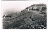 L983   REMICH : Les Vignobles De La Moselle - Remich