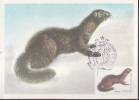 RUSSIE CARTE MAXIMUM NUM.YVERT   4708 FAUNE ANIMAUX A FOURRURE - Cartes Maximum