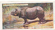 Indian Rhinoceros /  Rhino  /  Animaux Animal India Inde  / IM49/2 - Player's