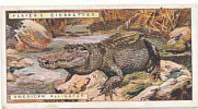 American Alligator   /  Crocodile Animaux Animal  / IM49/2 - Player's