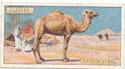 Arabian Camel / Dromadaire Dromadery Arabie Arabia Animaux Animal Bédouin  / IM49/2 - Player's