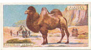 Bactrian Camel / Chameau Bactrien . C. De Bactriane / Asie  Animaux Animal  / IM49/2 - Player's