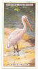 White Pelican /  Oiseau Bird  Animaux Animal / IM49/2 - Player's