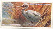 Crested Pelican /  Oiseau Bird  Animaux Animal / IM49/2 - Player's