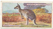 Great Kangaroo  / Grand Kangourou  /  Animaux Animal / IM49/2 - Player's