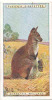 Benett's Wallaby  /  Animaux Animal Tasmania Tasmanie / IM49/2 - Player's