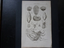 Gravure Ancienne De H. Roux Ainé, 14,5x23cm. Histoire Naturelle ; Animaux Fossiles - Autres & Non Classés