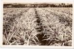 HONOLULU - HAWAII - U.S.A. - PINEAPPLE PLANTATION - VINTAGE PHOTOCARD - Honolulu