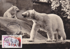 POLAR BEAR, OURS POLAR, 1990, CM MAXI CARD, CARTES MAXIMUM, ROMANIA - Orsi