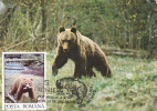 BEAR, OURS, 1993, MAXI CARD, CARTES MAXIMUM, ROMANIA - Bears
