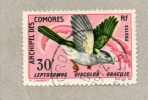 COMORES : Oiseau :Le Courol Vouroudriou  (Leptosomus Discolor Gracilis) - Gebruikt