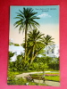 America > Antilles > Bermuda   Date Palms  At St. Georges Ca 1910  ---     ---------------- Ref 426 - Bermuda