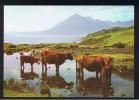 RB 838 - Postcard - Crofters' Cattle At Elgol Isle Of Skye Inverness-shire Scotland - Animal Theme Cows - Inverness-shire