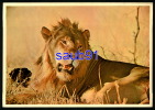 Lions  -   Lion -  South Africa  -  Réf : 23617 - Leoni