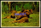 Lions  -   Lion -  South Africa  -  Réf : 23616 - Lions