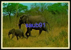 Eléphants  - South Africa -  Réf : 23610 - Elephants