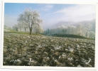 Ramiswil - Froststimmung Im Scheltental              Ca. 2000 - Mümliswil-Ramiswil