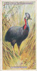 Cassowary  /  Casoar  /  Animaux Animal Oiseau Bird  / IM49/2 - Player's