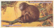 Japanese Monkey /  Singe Japonais /  Japon  /  Animaux Animal  / IM49/2 - Player's