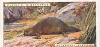 Duckbilled Platypus  /  Ornithorynque  /  Animaux Animal  / IM49/2 - Player's