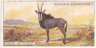 Sable Antelope /  Hippotrague Noir  /  Animaux Animal  / IM49/2 - Player's