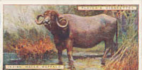 Indian Water Buffalo  /  Buffle Indien / Inde India  /  Animaux Animal  / IM49/2 - Player's