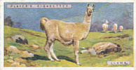 LLama  /  Lama  /  Animaux Animal  / IM49/2 - Player's