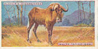 White Tailed Gnu  /  Gnou Blanc  /  Animaux Animal  / IM49/2 - Player's