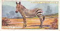 Mountain Zebra /  Zèbre Des Montagnes /  Animaux Animal  / IM49/2 - Player's